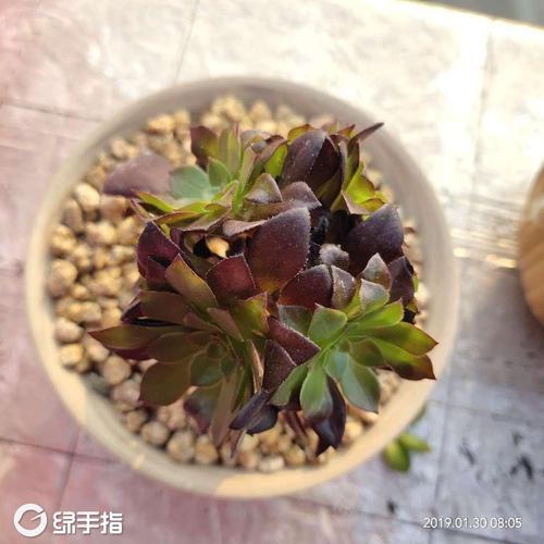 法师几月份可以摘心