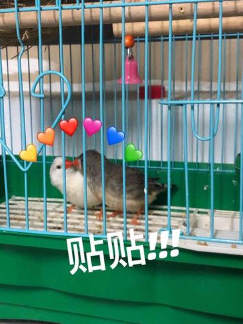珍珠鸟蛋要孵几天