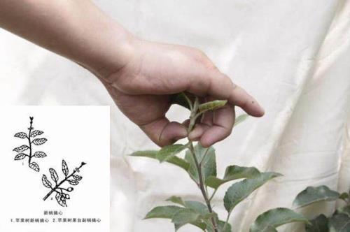 爱心果生桩发芽后多久可以修剪