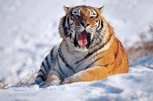 什么的猛兽填动词