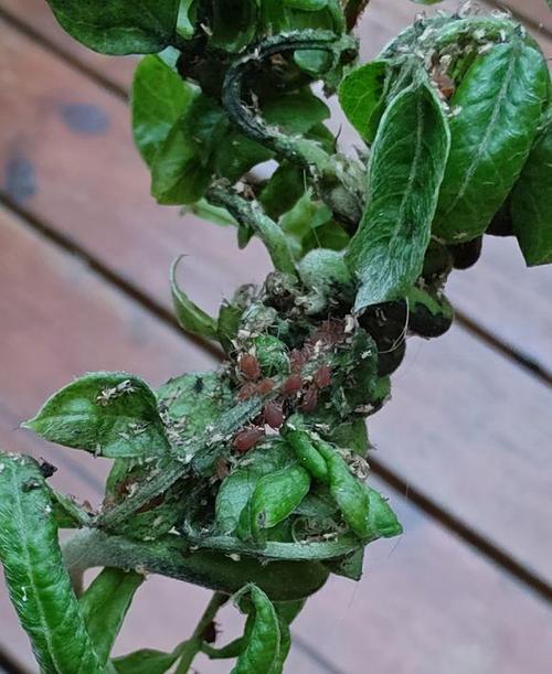 红蜘蛛能冻死吗