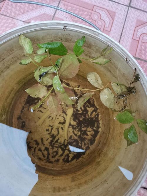 红白蜘蛛怕不怕雨水