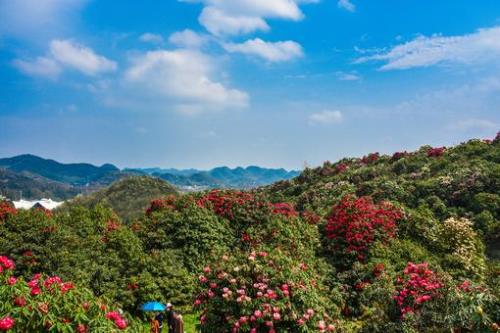 毕节百里杜鹃景区最佳观赏时间