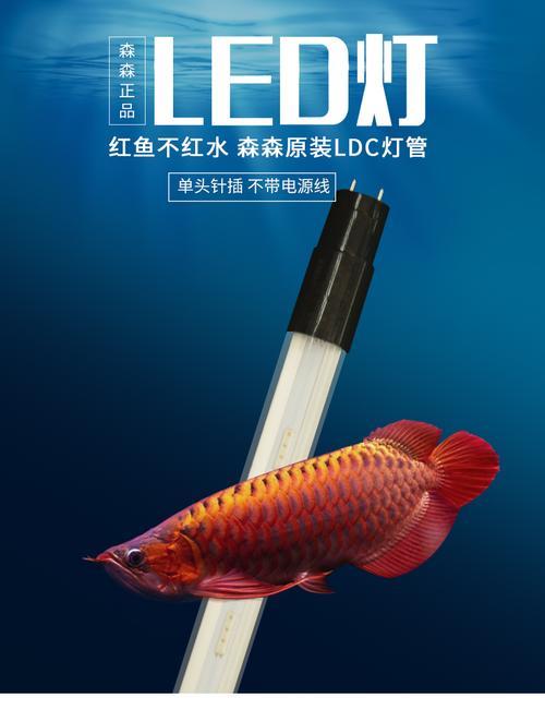 鱼灯led灯要一直开着吗