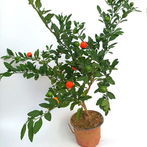 四季果是深根植物吗