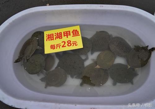 甲鱼长一斤要多久