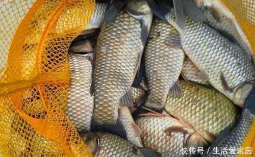 冬天买鱼好还是夏天买鱼好