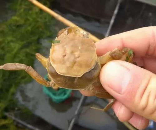 为什么河蟹长不大