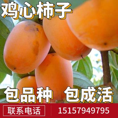 嫁接的脆柿子怎样管理成林
