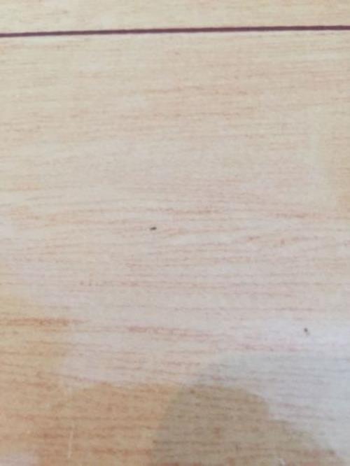 房间里墙上有金黄色小虫子