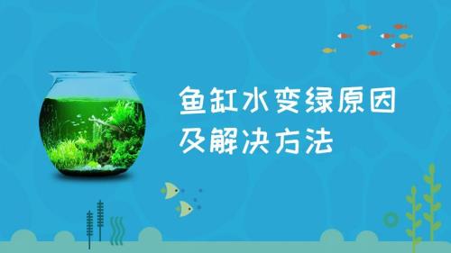 冬天鱼缸水变绿是什么原因