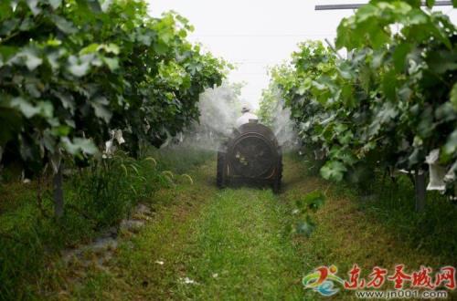 葡萄树施人尿几天见效