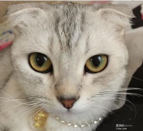 小猫咪为什么要穿金戴银