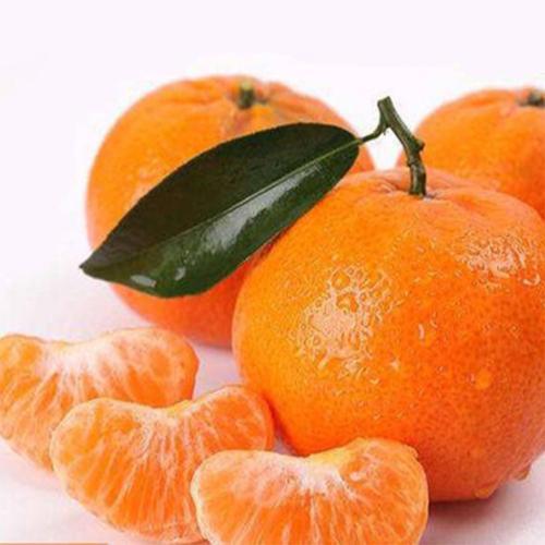 橙子和芦柑怎么保存合适