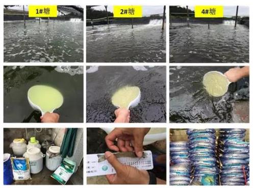 养虾调水配方大全