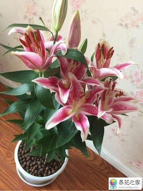 百合花怎样才能开的久