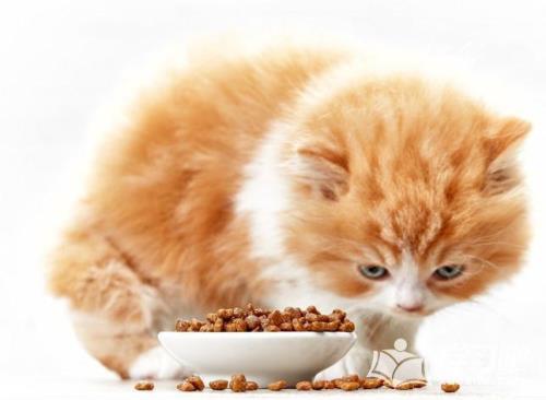 猫粮可以加水，然后煮吗