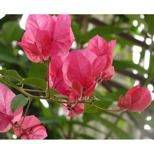 红樱蝶三角梅开花勤吗