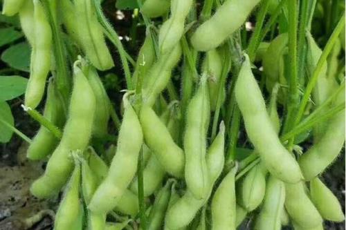 毛豆叶子可以喂牛吗