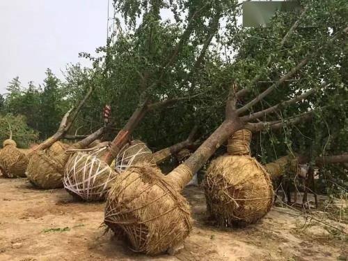 树木截冠的好处