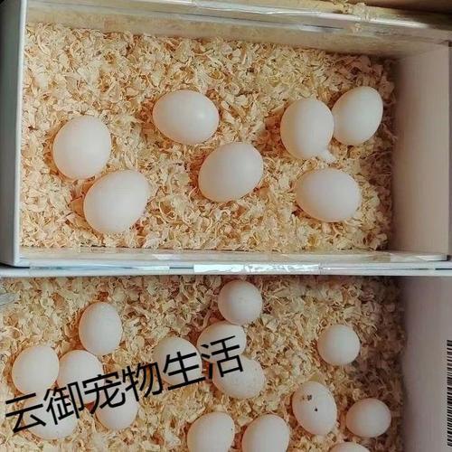 玄凤孵蛋一般一天要孵多久