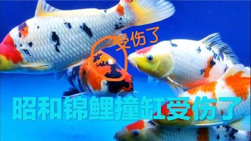 锦鲤撞缸把头皮撞破怎么治