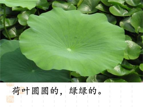 荷叶圆圆的绿绿的星星仿写句子