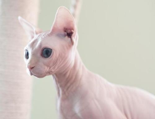 使徒安的猫是什么品种