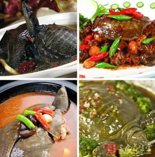为什么甲鱼肉嚼不烂