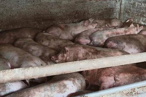 三百斤猪出多少肉