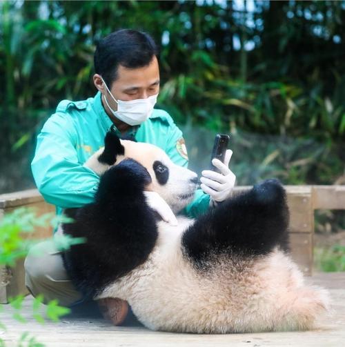 大熊猫福宝为什么回国