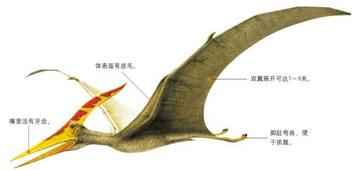 翼龙多大