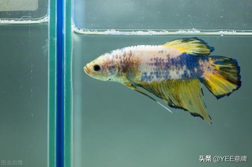 斗鱼邮寄为什么不会死