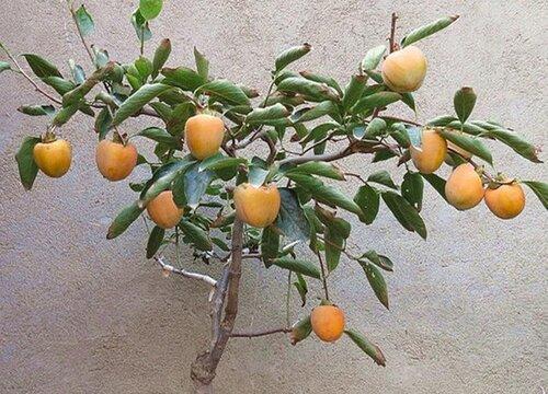 柿树嫁接方法