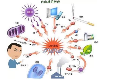 如何清除自由基