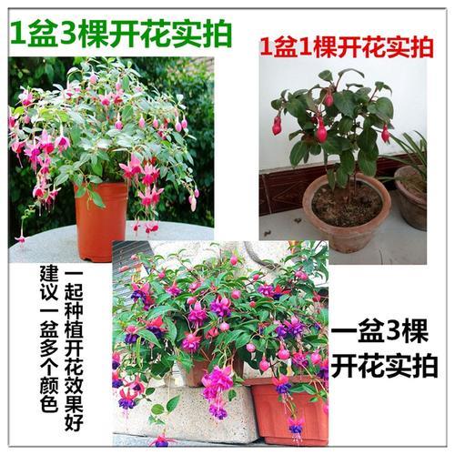 灯笼花小苗几年开花
