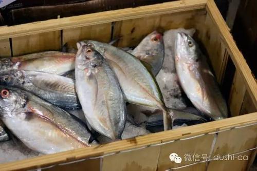 鱼采的绝对界限怎么获得