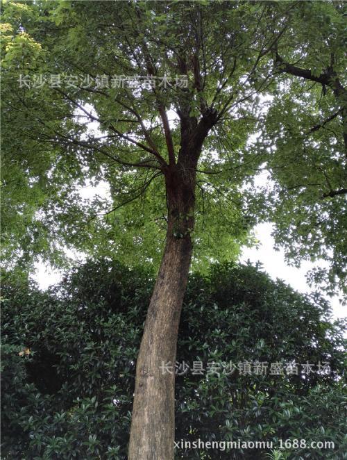 香樟树移栽后几年根系发达