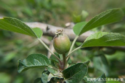苹果树花前第一次浇水最佳时间