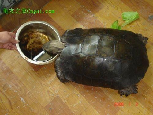 江龟指的是哪种龟