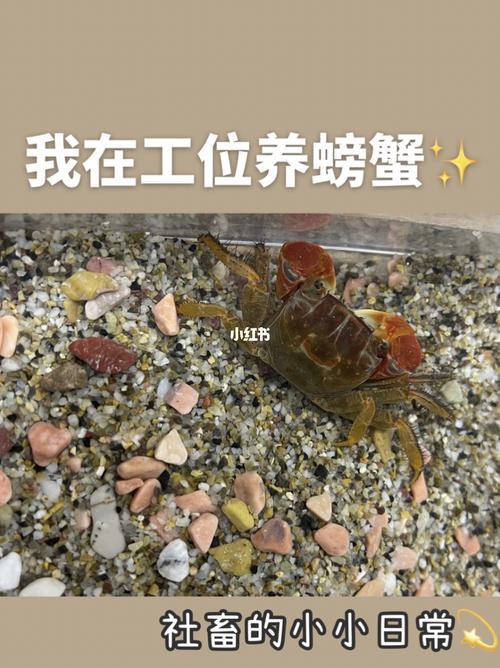 河蟹在家能养大吗