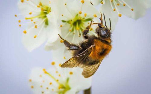 蜜蜂分类