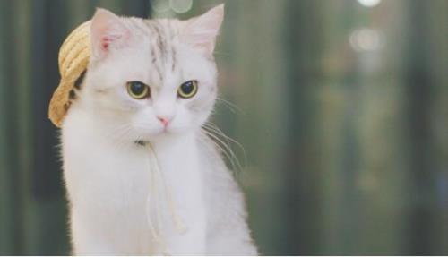 猫一般要发多久的情