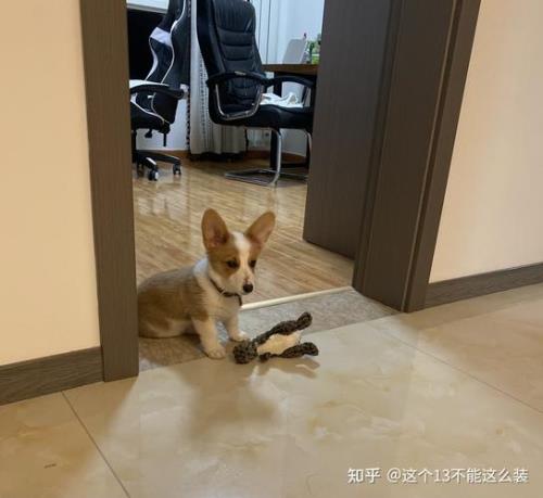 两个月柯基走几步就坐下