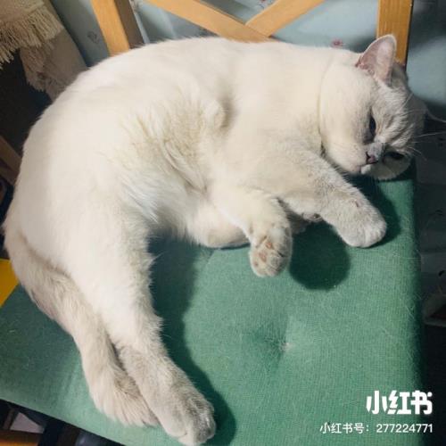 猫咪几个月算成年猫了