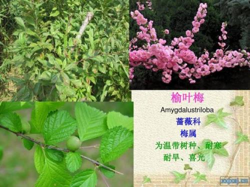 温带树种