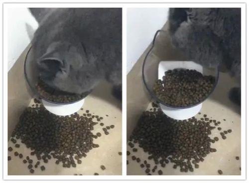 泡水猫粮隔天还能吃吗