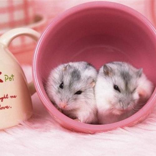孩子想养仓鼠，请问需要注意什么