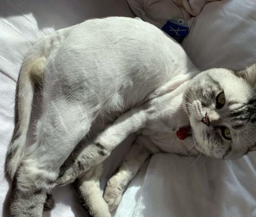 花猫剃毛变色吗