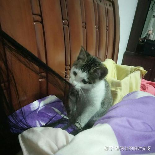小猫会在密封空间憋死吗